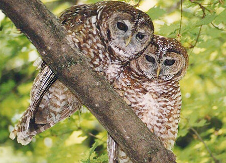 Northern Spotted Owls, USFWS