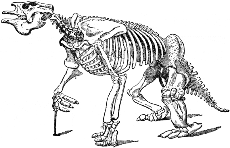 Скелет мегатерии найденного Чарльзом Дарвиным