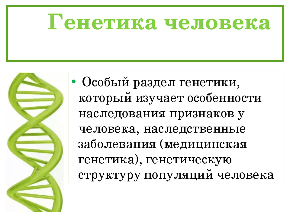 Генетика практика. Генетика человека. Генетика человека биология. Разделы генетики человека. Презентация по генетике.