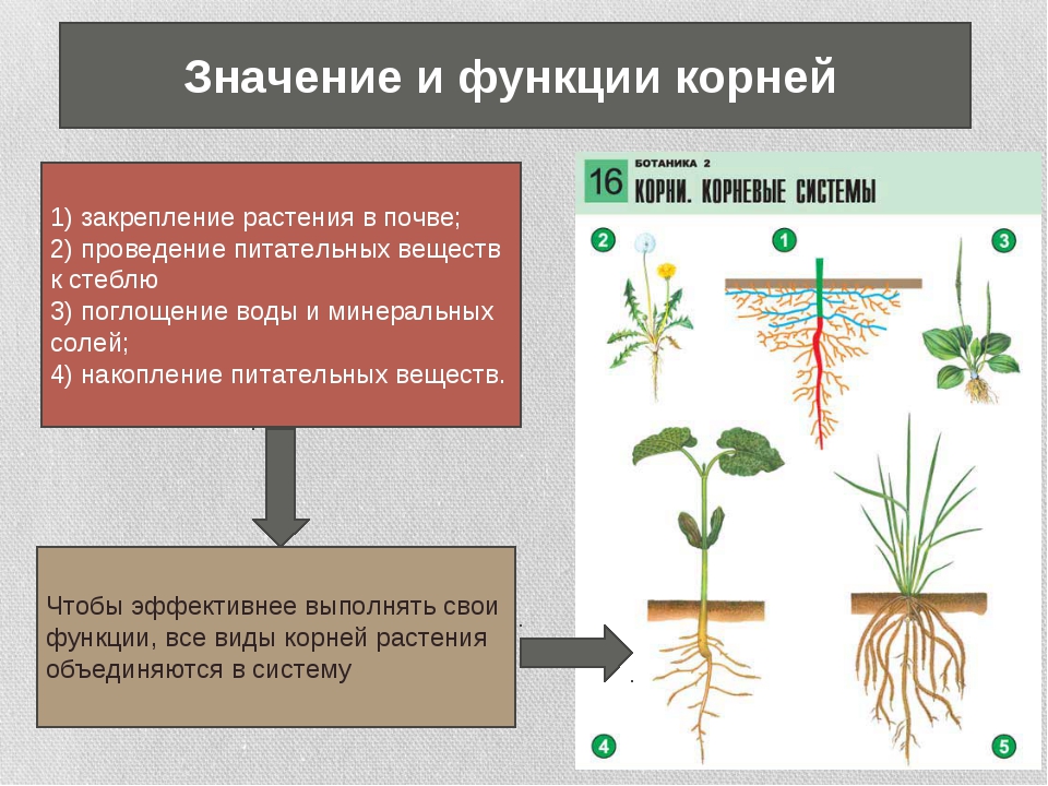 Значение роста в жизни растений 5. Функции корня в жизни растения.
