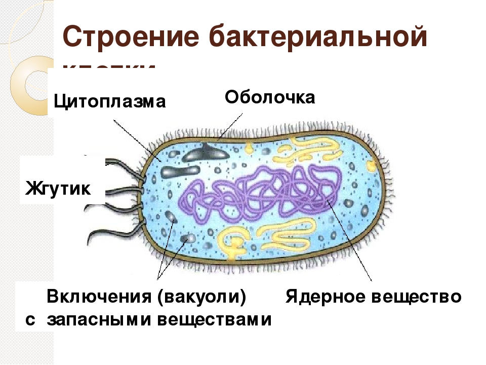 Каковы особенности строения бактериальной клетки какие химические