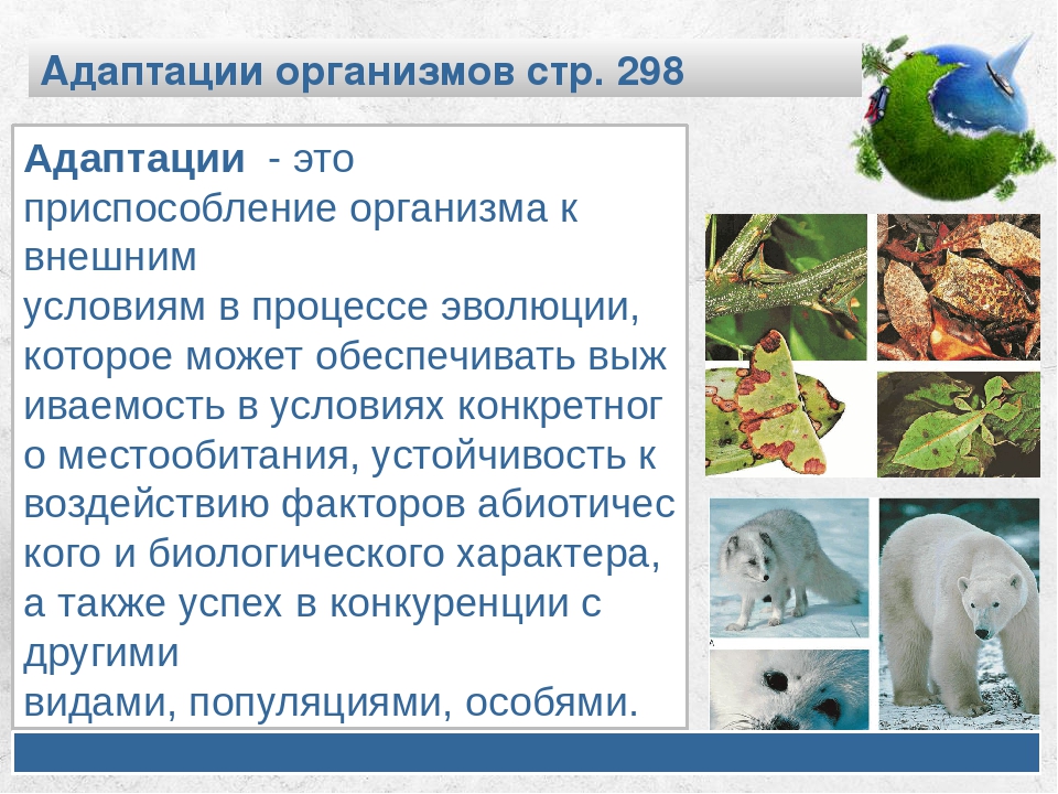 Адаптация живых организмов к окружающей среде. Адаптация это в биологии. Приспособление организмов к среде. Приспособленность организмов к окружающей среде.