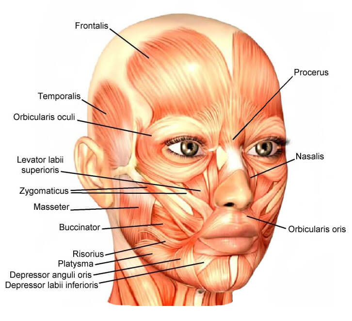 Анатомия : Мимические мышцы или мышцы лица