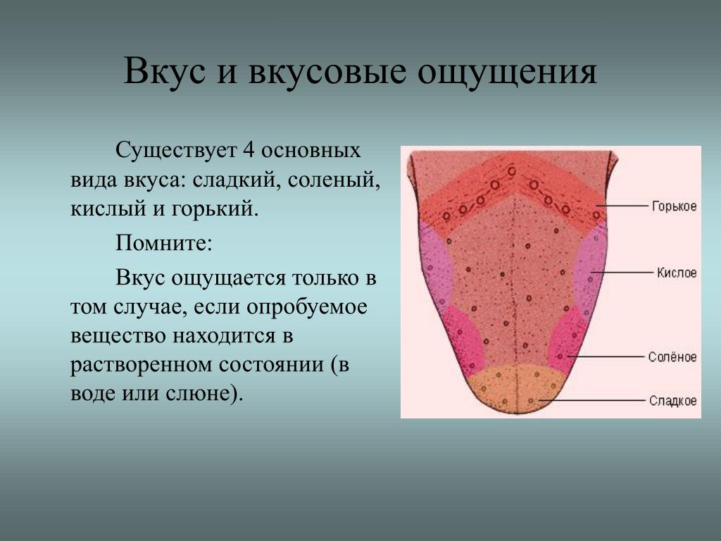 4 основных типа. Вкусовые ощущения. Богатство вкусовых ощущений. Вкус и вкусовые ощущения. Классификация вкусовых ощущений.