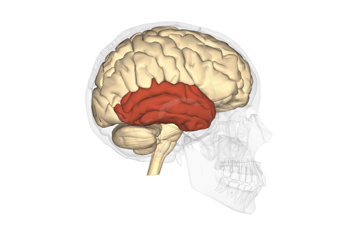 Височный мозг. Frontalis мозг. Височная доля неврология. Нейрокраниопатии височная. Височные синкопы.