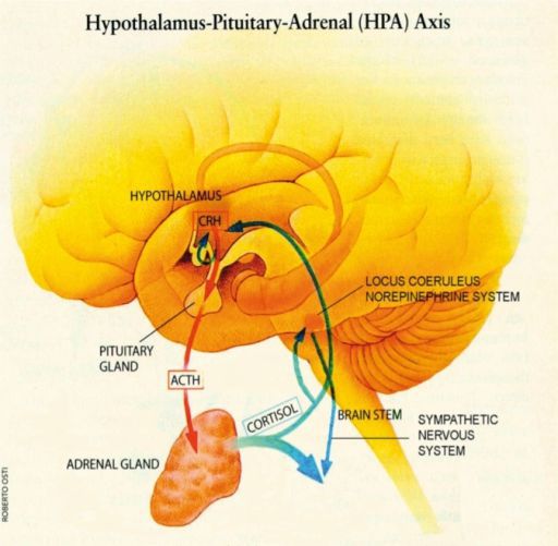 Гипоталамо-гипофизарно-надпочечниковая ось