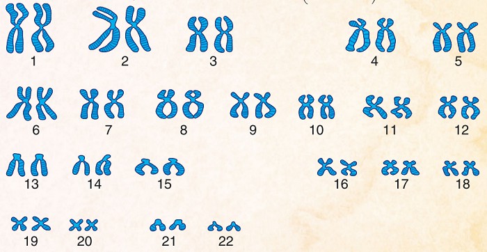 Хромосомы человека (всего 46)