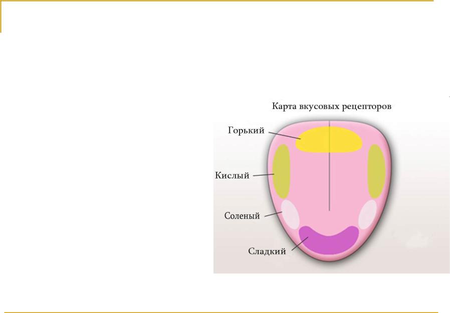 Вкусовые ощущения. Разнообразие вкусовых ощущений. Изменение вкусовых ощущений.