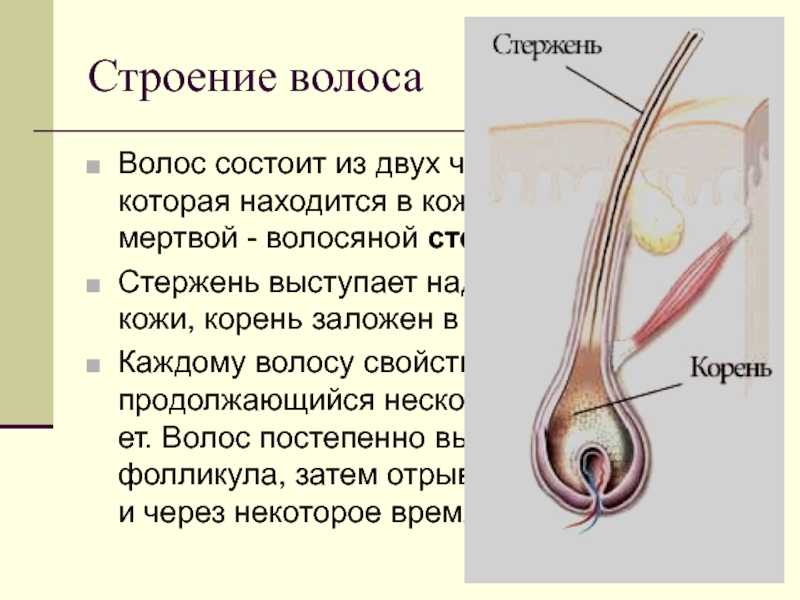 Строение стержня. Строение волоса стержень корень. Из чего состоит стержень волоса. Строение стержня волоса. Структура стержня волоса.