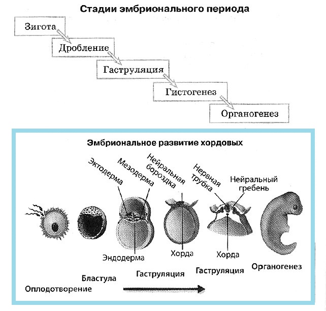 Этапы эмбрионального периода