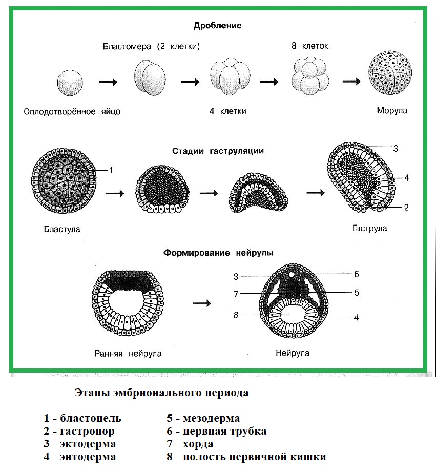 Этапы эмбрионального периода